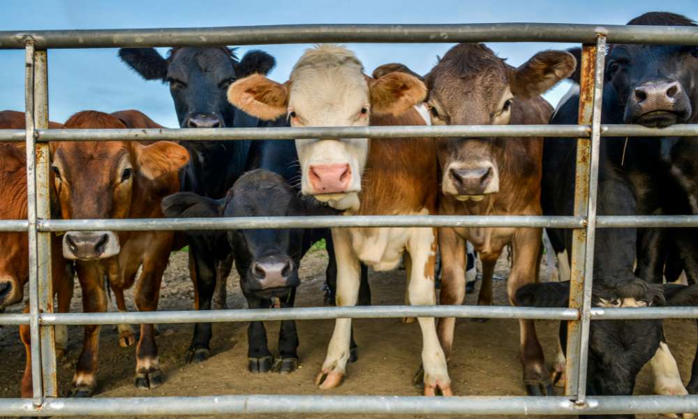 How to Build a Livestock Fence